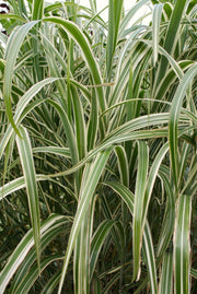 Chinaschilf - Miscanthus sinensis Variegatus | Gräserwelten Bambus & Gräser